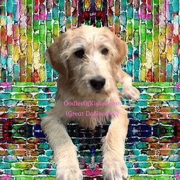 Assorted Doodle Crosses Puppies from Oodles of Kisses' Great DaNoodles