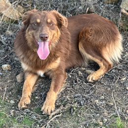 Beau - Australian Shepherd