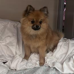 Onyx - Pomeranian