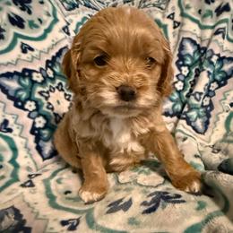 Elsa - Red roan female Cockapoo puppy in Williamston, South Carolina from Sassy Bob’s Dogs