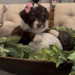 Sunflower - Brown and white female Aussiedoodle puppy in Cartersville, Georgia from Simply Blessed Doodles