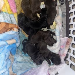 Yellow Collar Female - Black female Labrador Retriever puppy in Kissimmee, Florida from SunState Labs