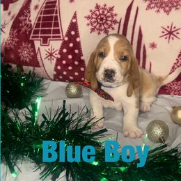 Blue Boy - Lemon and white male Basset Hound puppy in Lexington, Kentucky from Breashae's  Pups