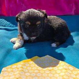 Lucy - Black tri female Toy Australian Shepherd puppy in Forney, Texas from Texas Talent Toy Aussie's