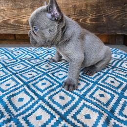 Marshmallow - Blue male French Bulldog puppy in Lubbock, Texas from West Texas Dachshunds LLC