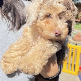 Aussiedoodle Puppies from Bay Area Aussiedoodles