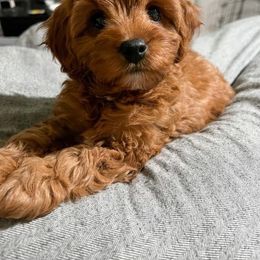 Cavapoo Puppies from Lebel Cavapoos
