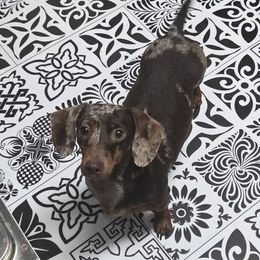 Sprocket - Dachshund