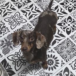 Sprocket - Dachshund