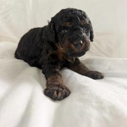 Star - Phantom female Bernedoodle puppy in Jacksonville, Florida from Autumn's Aussies