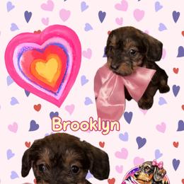 Brooklyn - Wild boar female Dachshund puppy in Livingston, Kentucky from Illyria Dox & GSD