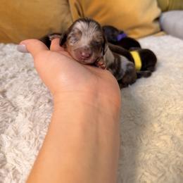 Dachshund Puppies from The house of Dachshund