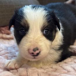 Corporal Garcia - Black and white male Border Collie puppy in Mckinney, Texas from Border Collies of Ruidoso