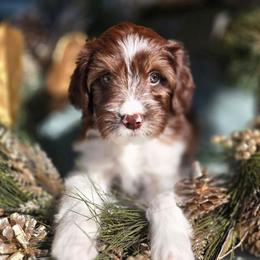 Marilyn - Brown female Double Doodle puppy in Prescott Valley, Arizona from Ramirez Family Doodles