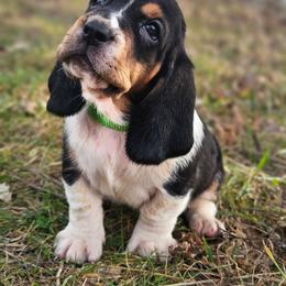 Slinky, light green - Black brown and white male Basset Hound puppy in Fort Leonard Wood, Missouri from Ozark Hounds