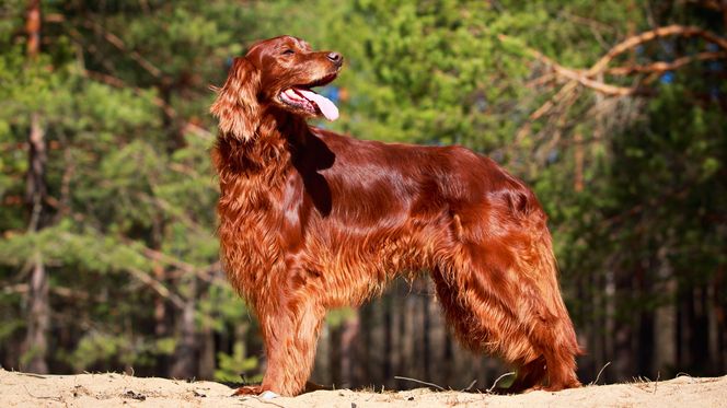Irish Setter
