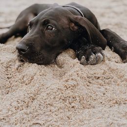Great Dane Puppies from Dynamic Danes