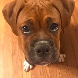 Boxer Puppies from BellRidge Boxers
