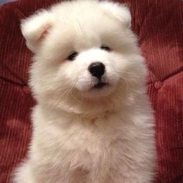 Samoyed Puppies from White Cloud Samoyeds