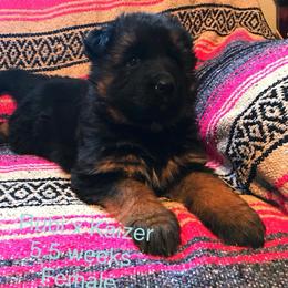 German Shepherd Puppies from Lost Creek German Shepherds LLC