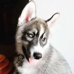 Siberian Husky Puppies from Tricia's Siberians