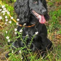 Cocker Spaniel and Irish Water Spaniel All Grown Up from Saracen Cockers