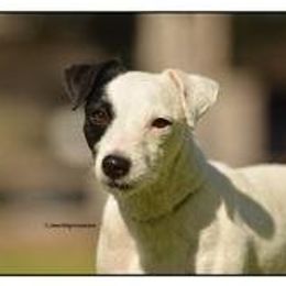 Ackley - Jack Russell Terrier