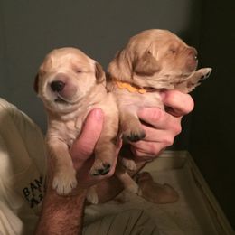 Golden Honey Kennel breeder of Golden Retriever, Goldendoodle