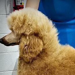 Siri - Poodle