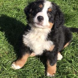  Puppies from Brooks Berner Bears
