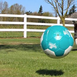 Miniature Australian Shepherd Puppies from Ridgestar Aussies