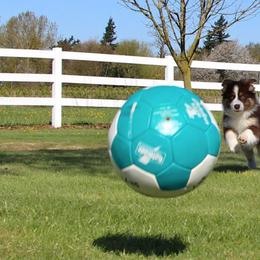 Miniature Australian Shepherd Puppies from Ridgestar Aussies