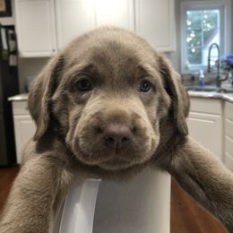 Labrador Retriever Puppies from KMC Gun Dogs