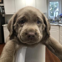Labrador Retriever Puppies from KMC Gun Dogs