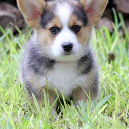 Pembroke Welsh Corgi Puppies from Hill Country Corgis