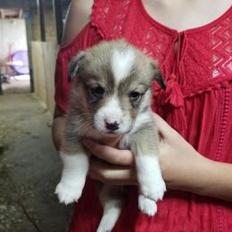 Pembroke Welsh Corgi Puppies from Sarah McConnell