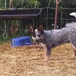 Australian Cattle Dog and Labrador Retriever Puppies from Trinity C Australian Cattle Dogs and Silver Labradors