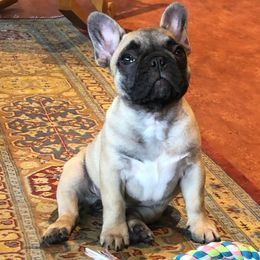  Puppies from Creme De La Creme French Bulldogs