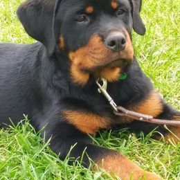 Rottweiler Puppies from Rose Red Rottweilers