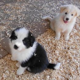 Border Collie Puppies from Balmoral Border Collies