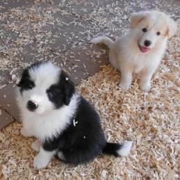 Border Collie Puppies from Balmoral Border Collies