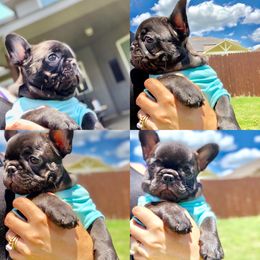French Bulldog Puppies from Bouledogue Royal