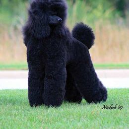 Poodle All Grown Up from Starfleet Poodles