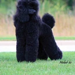 Poodle All Grown Up from Starfleet Poodles