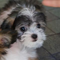 Mi-Ki Puppies from Rare Gem Mi-Ki’s LTD