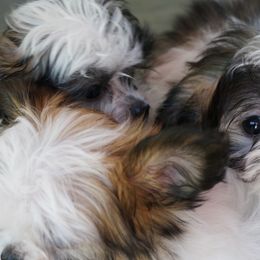 Mi-Ki Puppies from Rare Gem Mi-Ki’s LTD