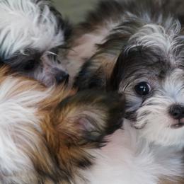 Mi-Ki Puppies from Rare Gem Mi-Ki’s LTD