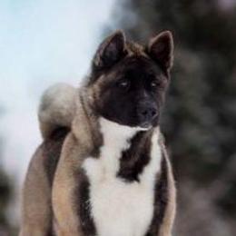 Lara - Akita