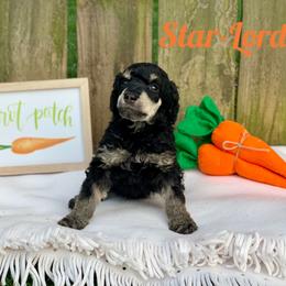 Poodle Puppies from Cosmic Caliber Standard Poodles