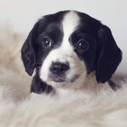 English Cocker Spaniel and English Springer Spaniel Puppies from PrairieRose Gundogs